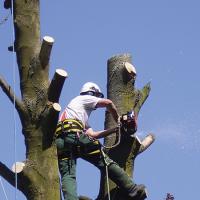 tree surgery 10