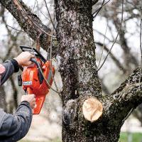 tree surgery 15